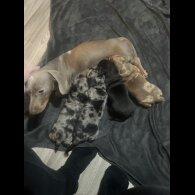 Dachshund (Miniature Smooth Haired)