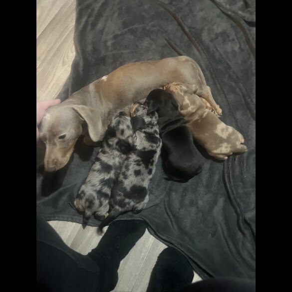 Dachshund (Miniature Smooth Haired)