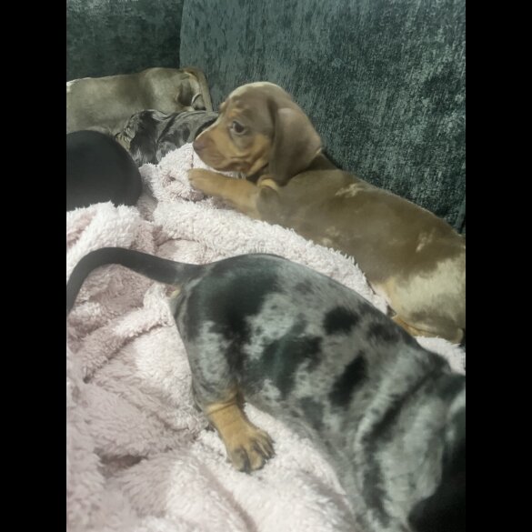 Dachshund (Miniature Smooth Haired)