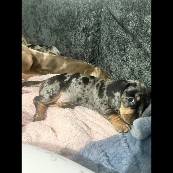 Dachshund (Miniature Smooth Haired)