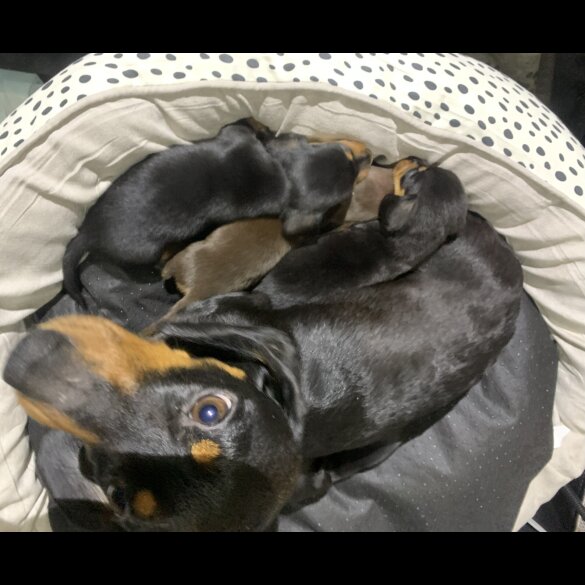 Dachshund (Miniature Smooth Haired)