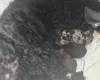 Labradoodle