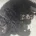 Labradoodle