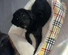 Labradoodle