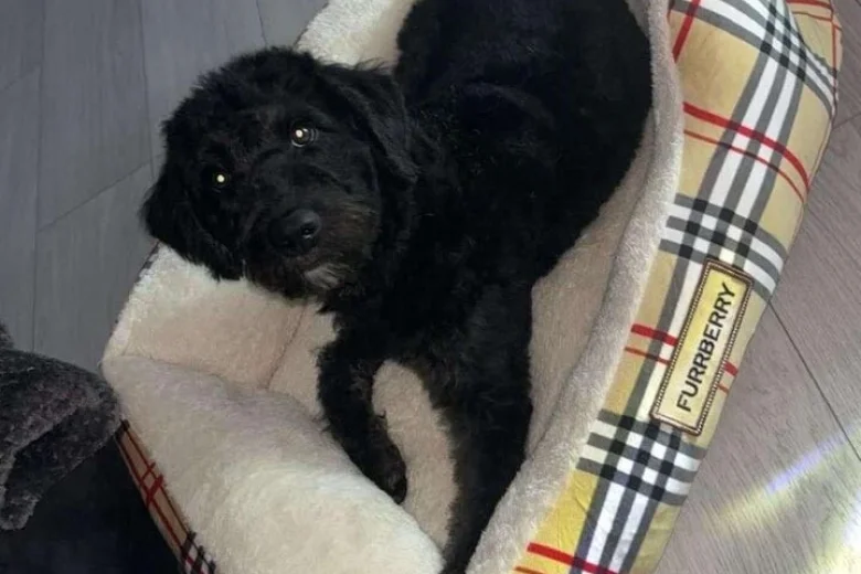 Labradoodle