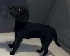 Labradoodle