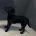 Labradoodle