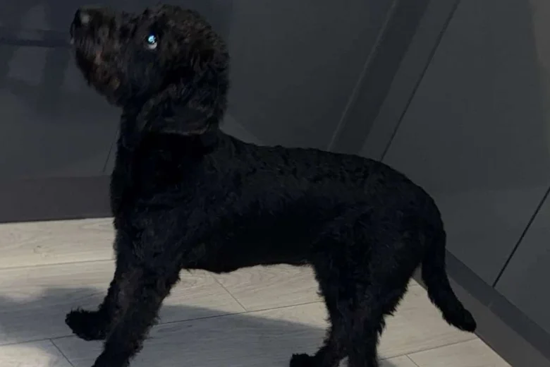 Labradoodle