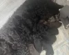 Labradoodle