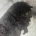 Labradoodle