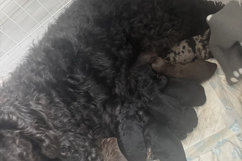 Labradoodle