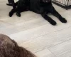 Labradoodle