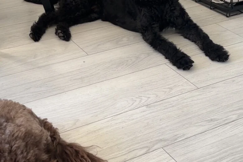 Labradoodle