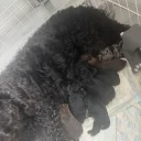 Labradoodle