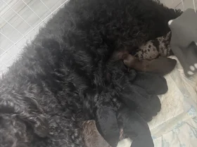 Labradoodle