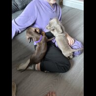 Dachshund (Miniature Smooth Haired)