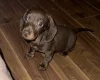 Dachshund (Miniature Smooth Haired)