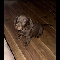 Dachshund (Miniature Smooth Haired)