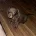 Dachshund (Miniature Smooth Haired)
