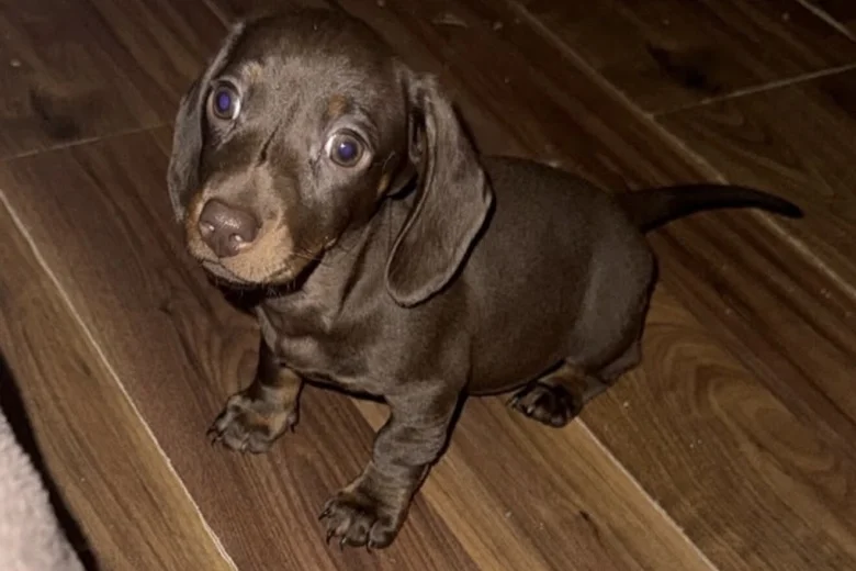 Dachshund (Miniature Smooth Haired)