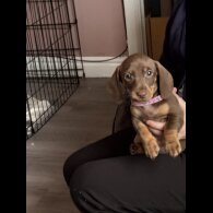 Dachshund (Miniature Smooth Haired)