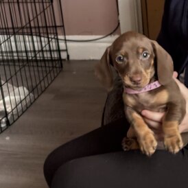 Dachshund (Miniature Smooth Haired)