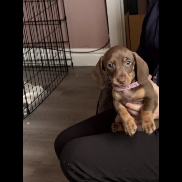 Dachshund (Miniature Smooth Haired)