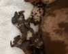 Dachshund (Miniature Smooth Haired)