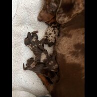 Dachshund (Miniature Smooth Haired)