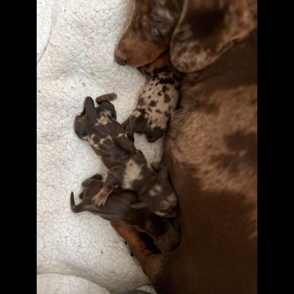 Dachshund (Miniature Smooth Haired)