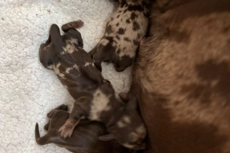 Dachshund (Miniature Smooth Haired)