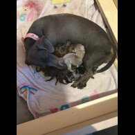 Dachshund (Miniature Smooth Haired)