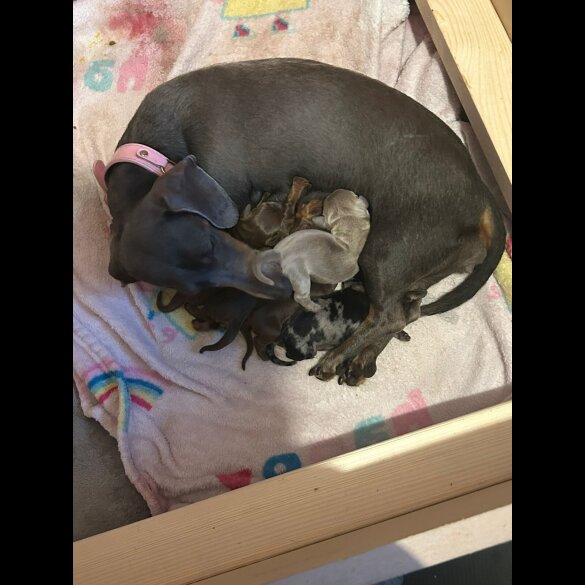 Dachshund (Miniature Smooth Haired)