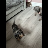 Dachshund (Miniature Smooth Haired)