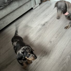 Dachshund (Miniature Smooth Haired)