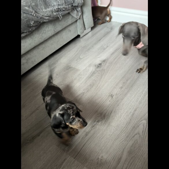 Dachshund (Miniature Smooth Haired)