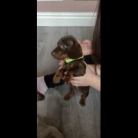 Dachshund (Miniature Smooth Haired)