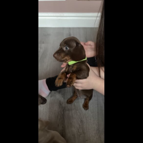 Dachshund (Miniature Smooth Haired)