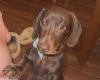 Dachshund (Miniature Smooth Haired)