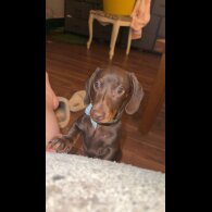 Dachshund (Miniature Smooth Haired)