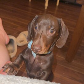 Dachshund (Miniature Smooth Haired)