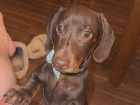 Dachshund (Miniature Smooth Haired)