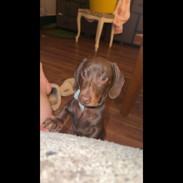 Dachshund (Miniature Smooth Haired)