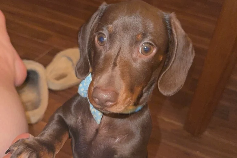 Dachshund (Miniature Smooth Haired)