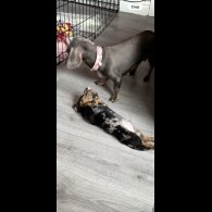 Dachshund (Miniature Smooth Haired)