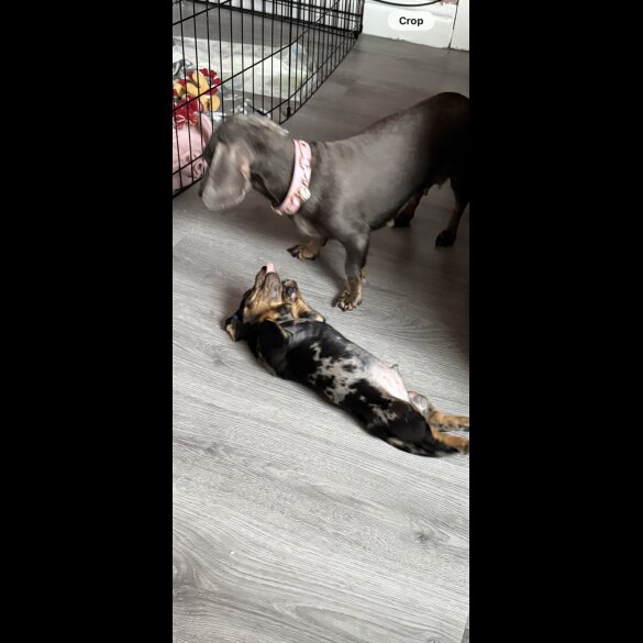 Dachshund (Miniature Smooth Haired)