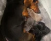 Dachshund (Miniature Smooth Haired)