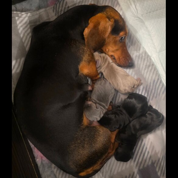 Dachshund (Miniature Smooth Haired)