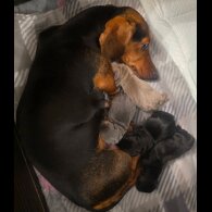 Dachshund (Miniature Smooth Haired)