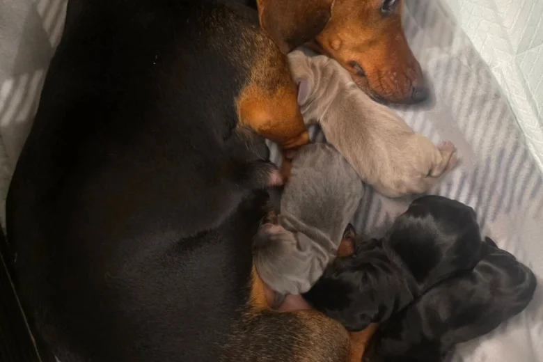 Dachshund (Miniature Smooth Haired)